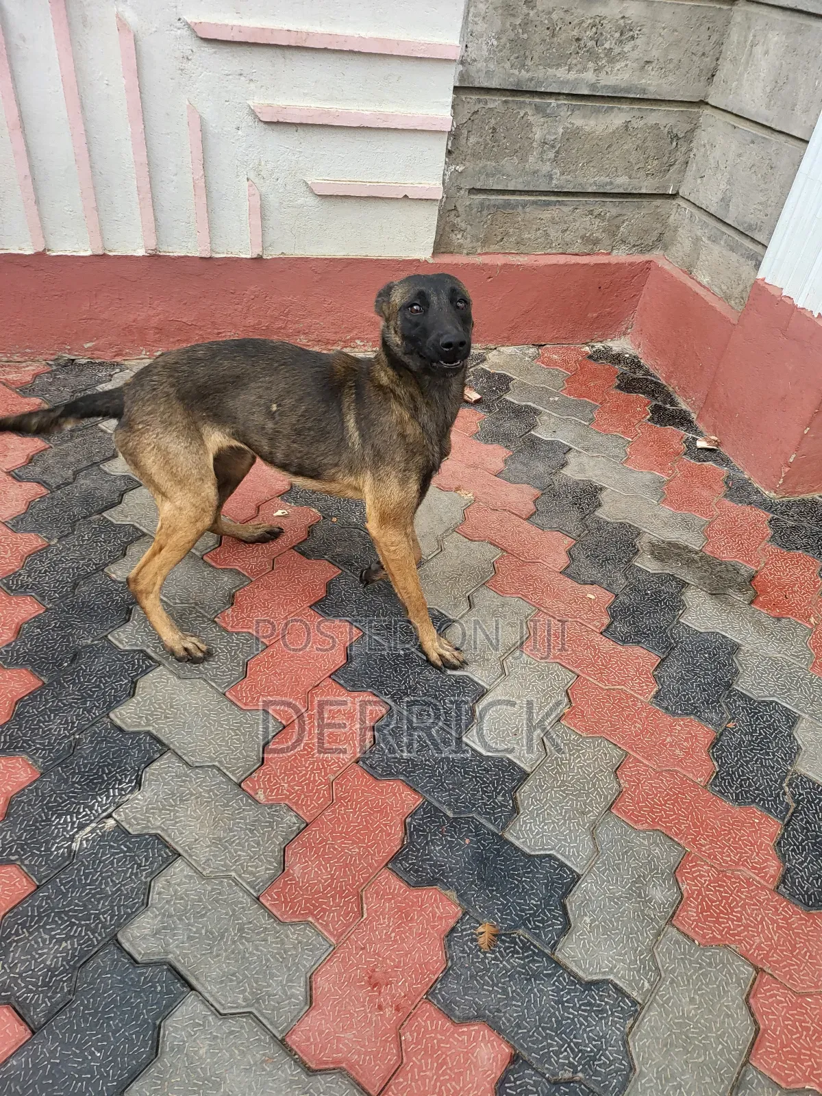 3-6 months Male Purebred Belgian Malinois