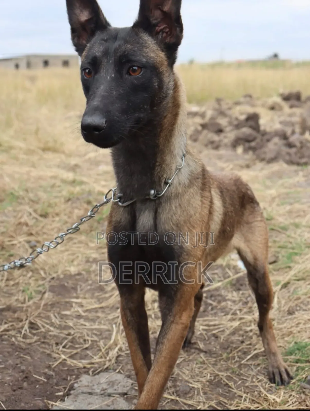 3-6 months Male Purebred Belgian Malinois