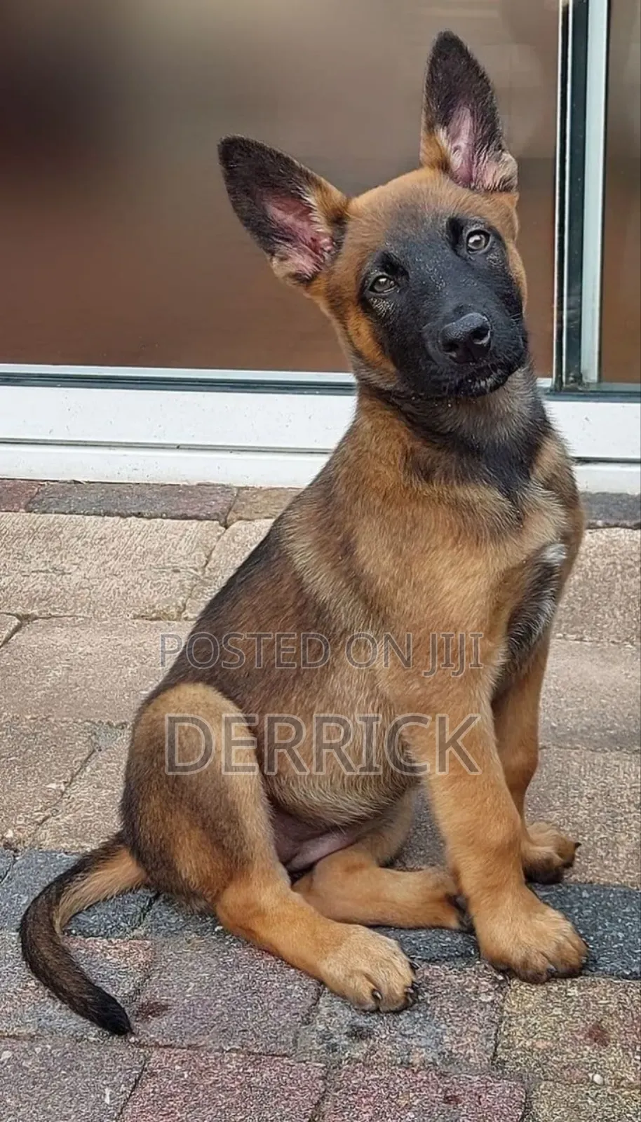 3-6 months Male Purebred Belgian Malinois