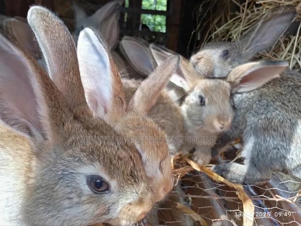 Flemish Giant Bunnies for Sale - main view
