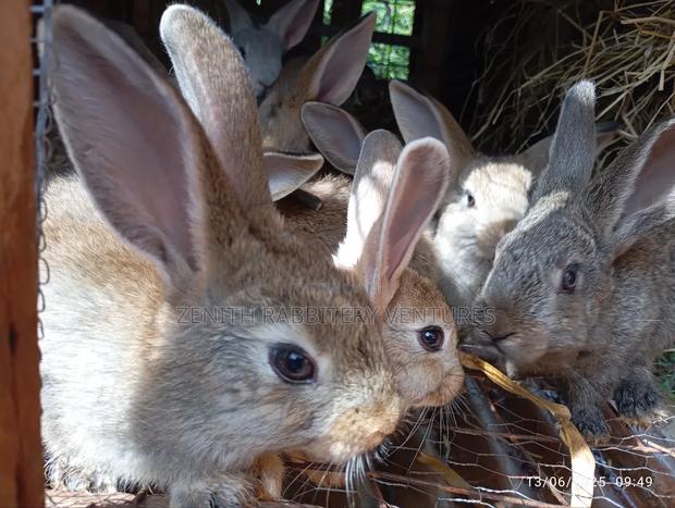 Flemish Giant Bunnies for Sale - thumbnail 3