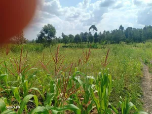 Quick Sale for 1/2 Acre in Makutano