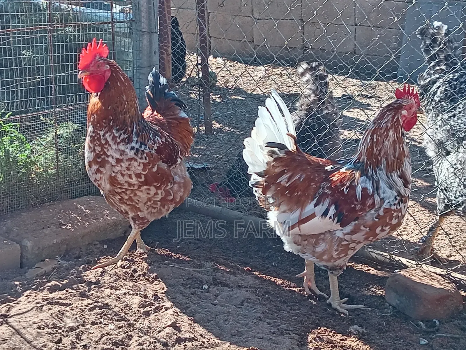 Mature Boschvelder Chicken Pair