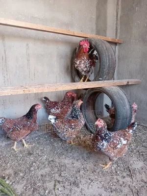 Mature Boschvelder Chicken Pair