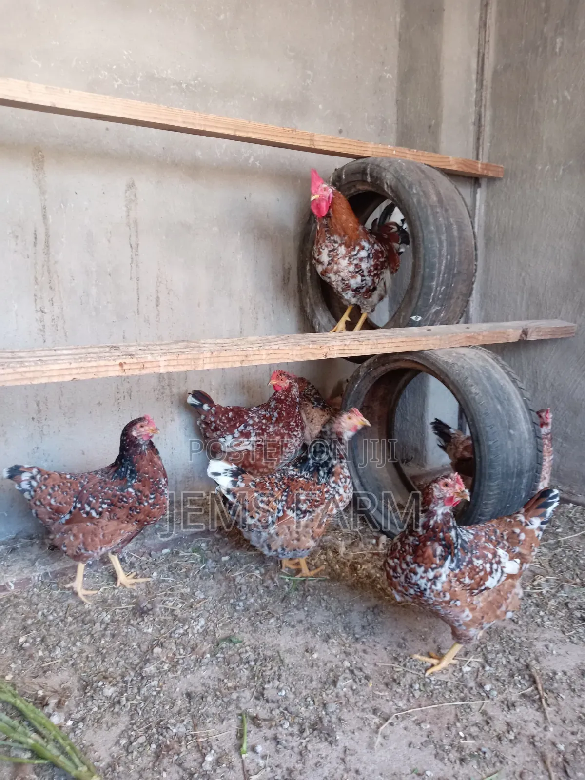 Mature Boschvelder Chicken Pair