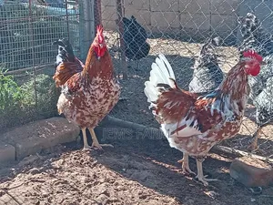 Mature Boschvelder Chicken Pair