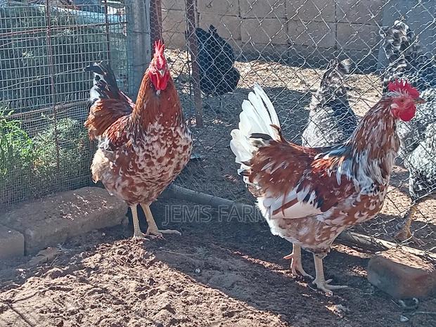 Mature Boschvelder Chicken Pair - thumbnail 4
