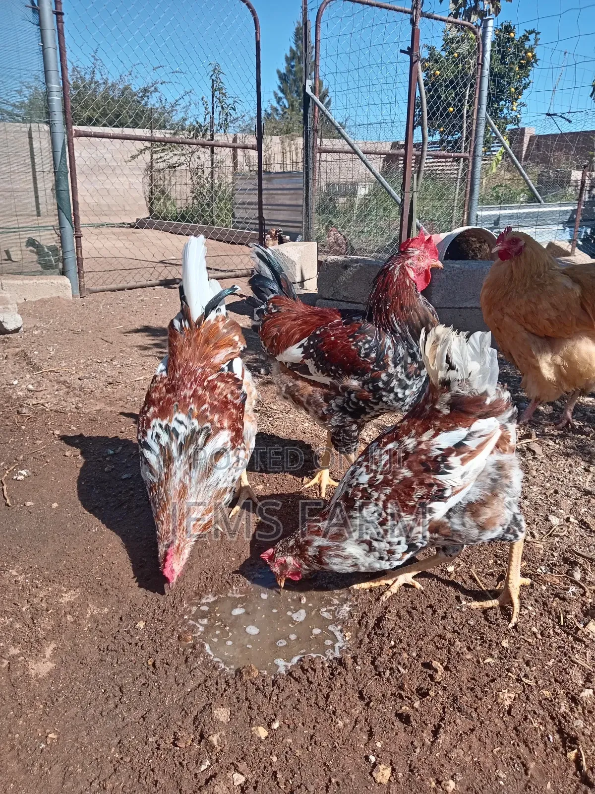 Mature Boschvelder Chicken Pair
