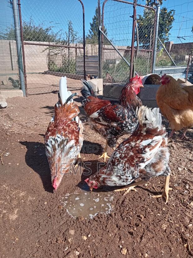 Mature Boschvelder Chicken Pair - thumbnail 5