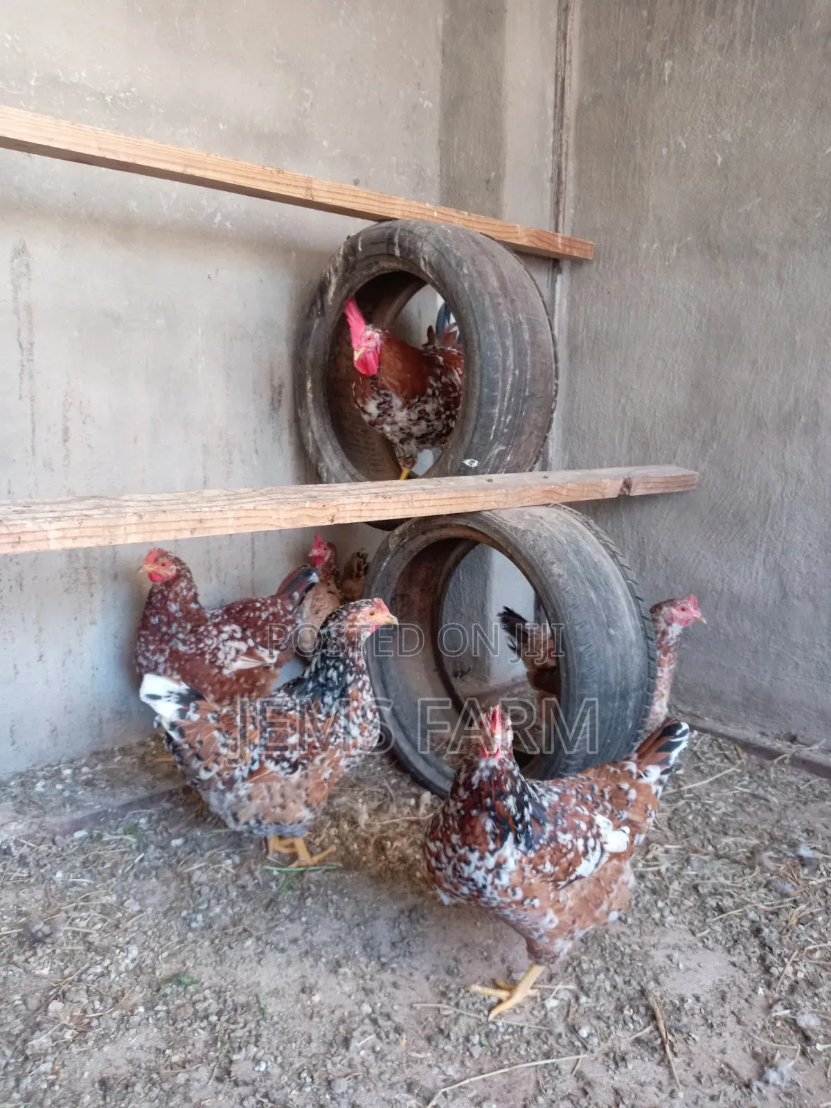 Mature Boschvelder Chicken Pair