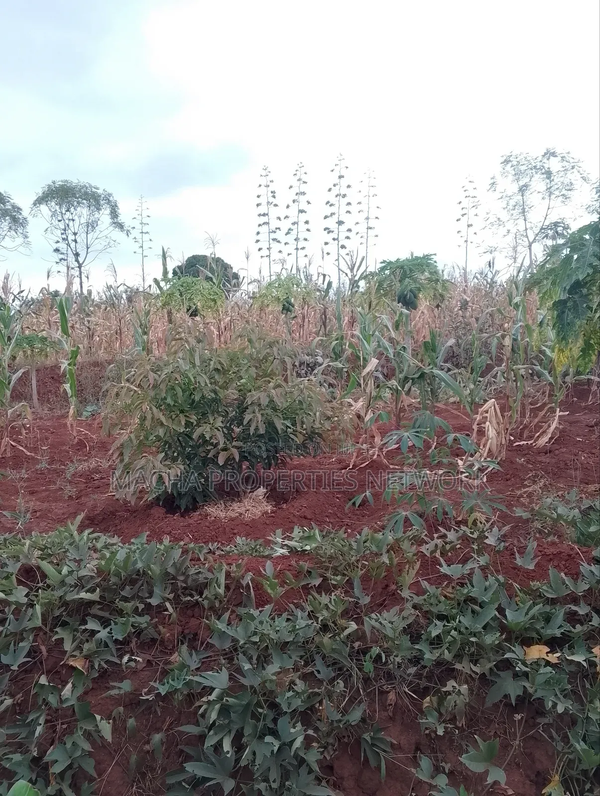 Machakos 1acres and a Quarter -Kwa Mutisya Wangomali