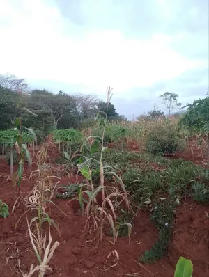 Machakos 1acres and a Quarter -Kwa Mutisya Wangomali