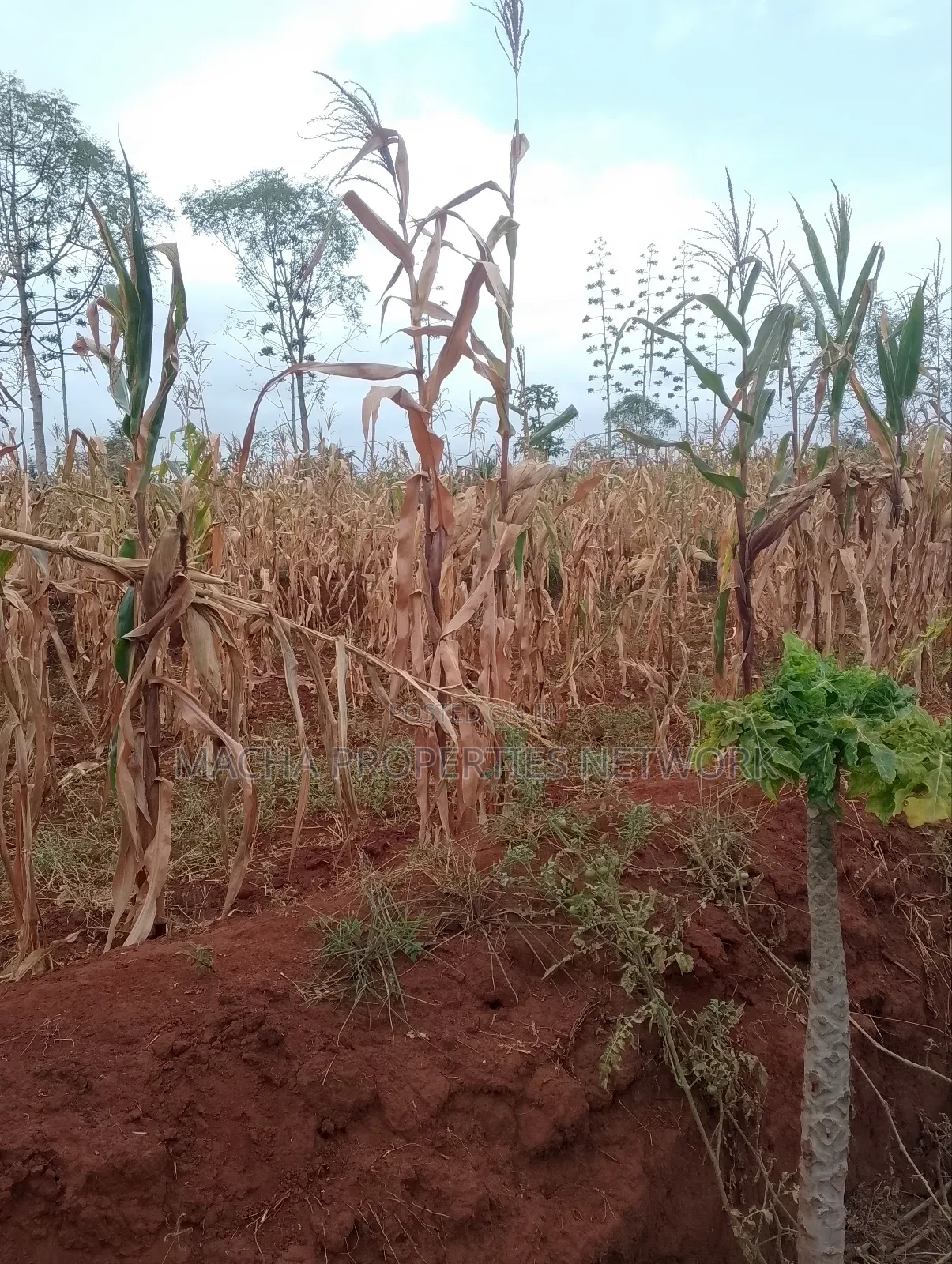 Machakos 1acres and a Quarter -Kwa Mutisya Wangomali