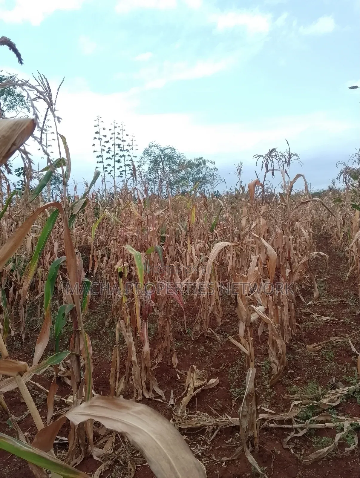 Machakos 1acres and a Quarter -Kwa Mutisya Wangomali