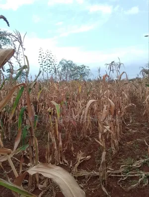 Machakos 1acres and a Quarter -Kwa Mutisya Wangomali