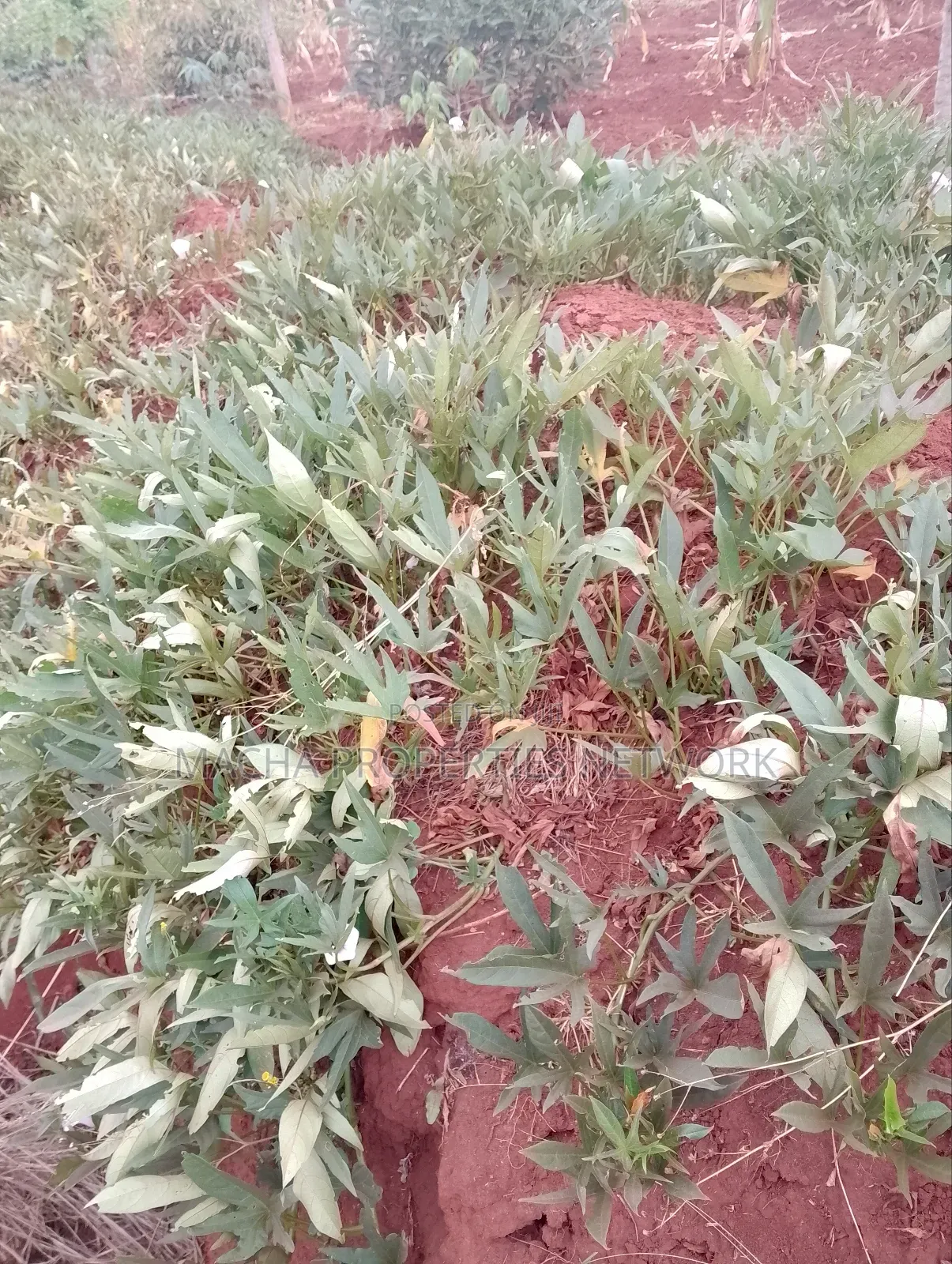 Machakos 1acres and a Quarter -Kwa Mutisya Wangomali