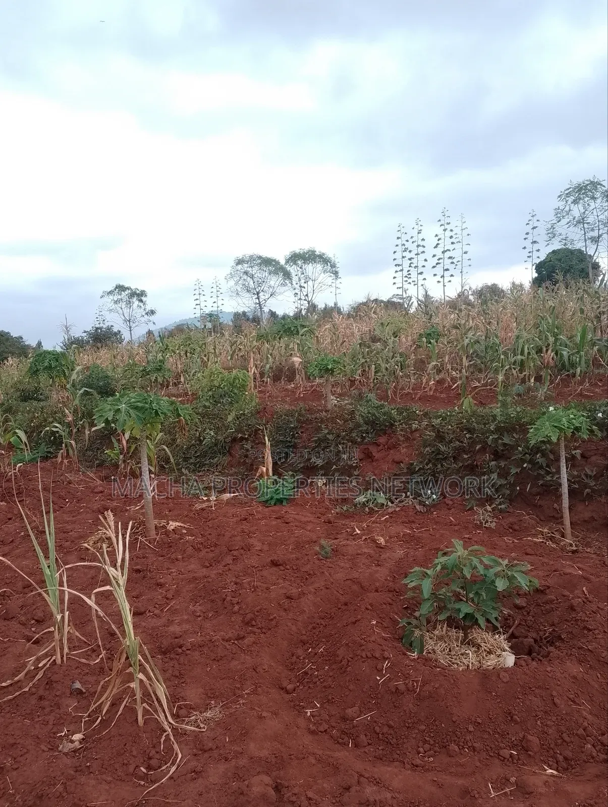 Machakos 1acres and a Quarter -Kwa Mutisya Wangomali