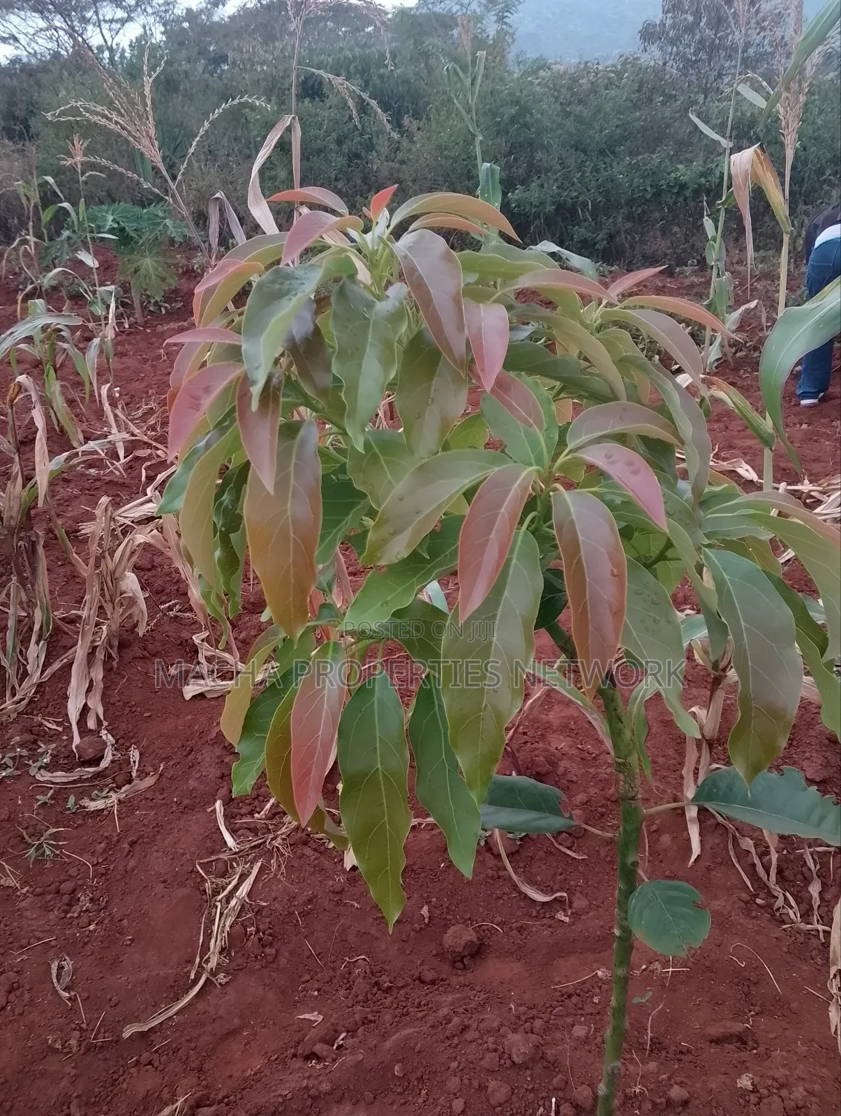 Machakos 1acres and a Quarter -Kwa Mutisya Wangomali