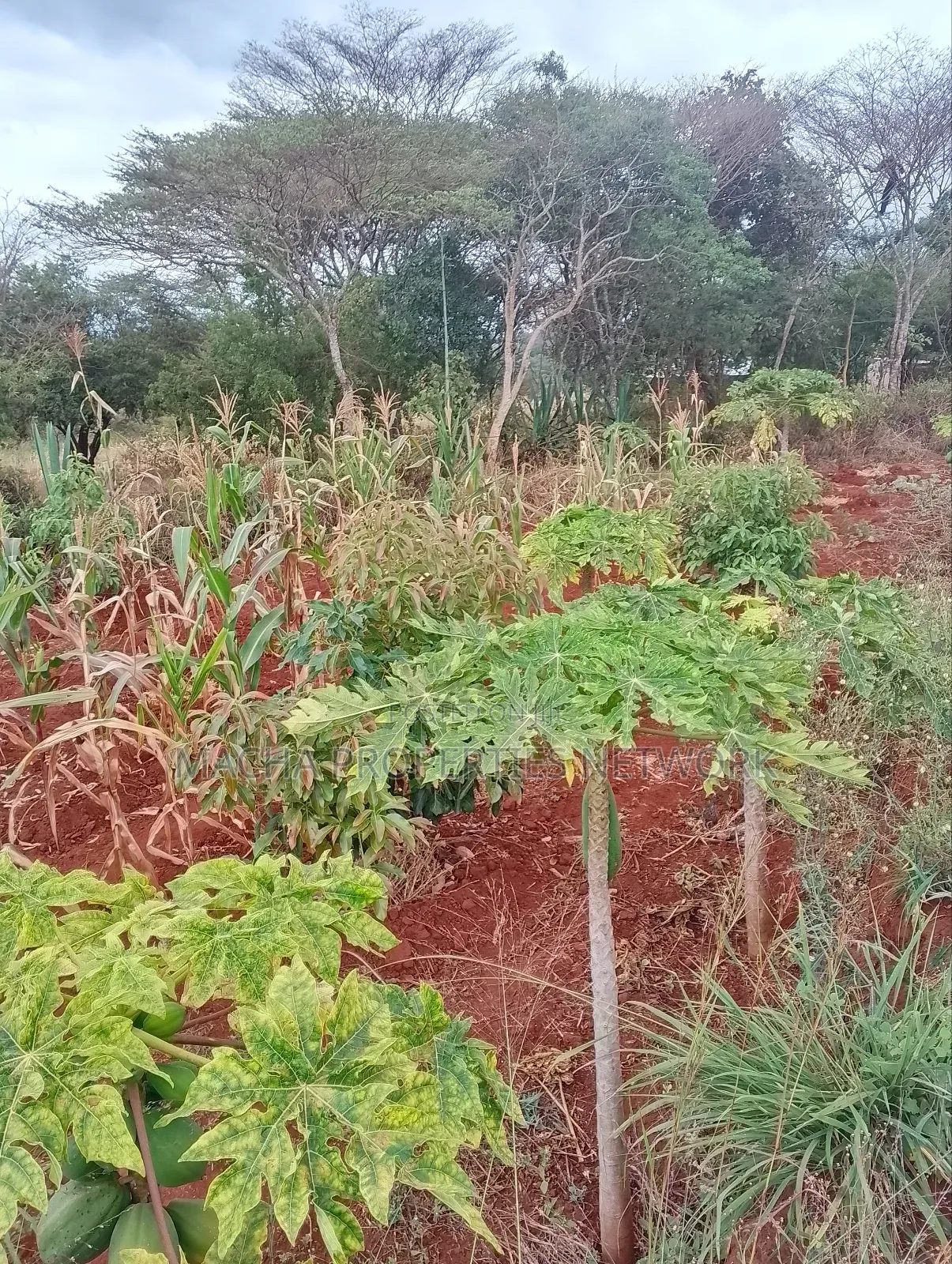 Machakos 1acres and a Quarter -Kwa Mutisya Wangomali