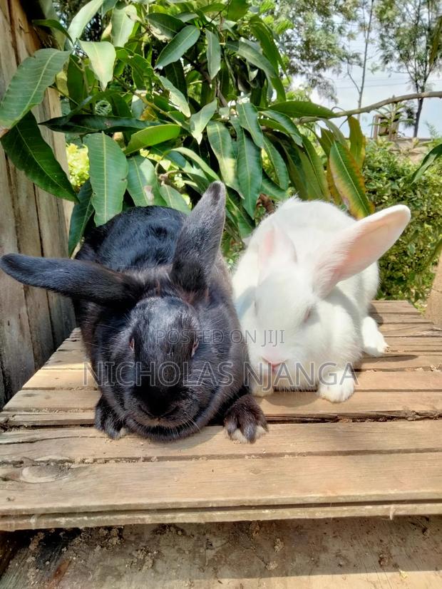 Rabbit Farming - main view