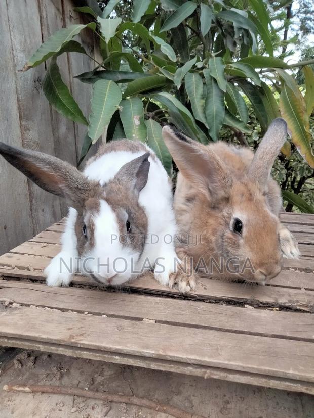 Rabbit Farming - thumbnail 3