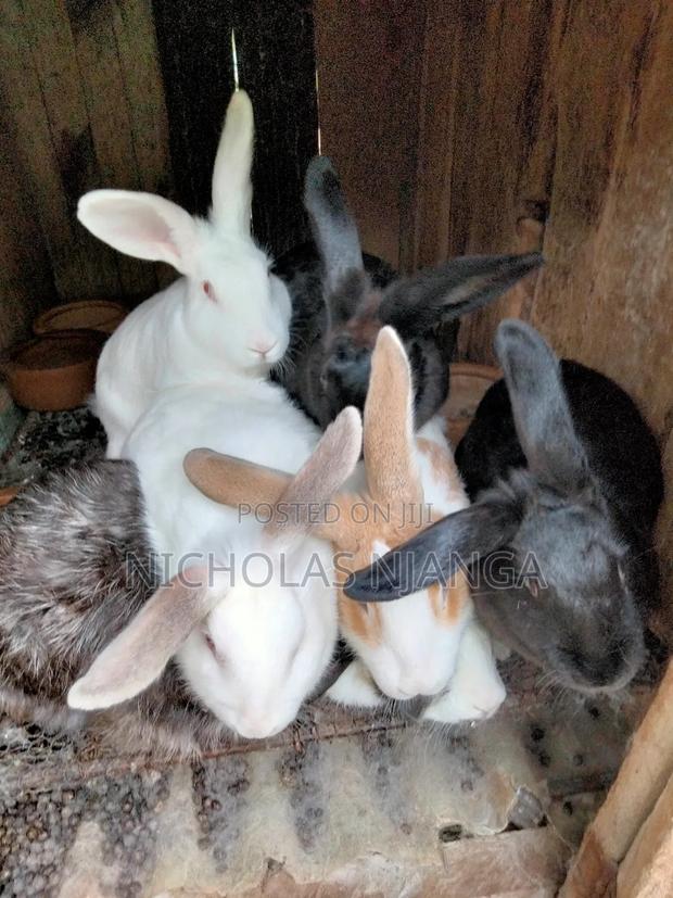 Rabbit Farming - thumbnail 4