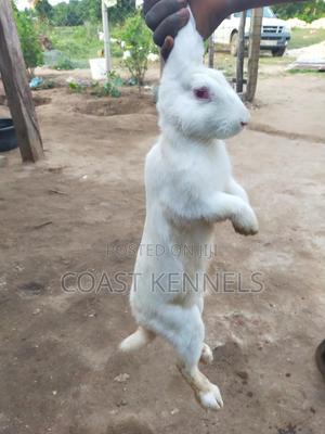 Rabbits for Sale - thumbnail 2