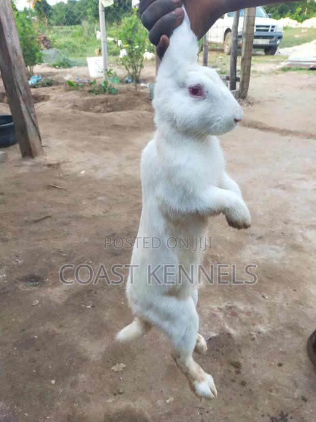 Rabbits for Sale - main view