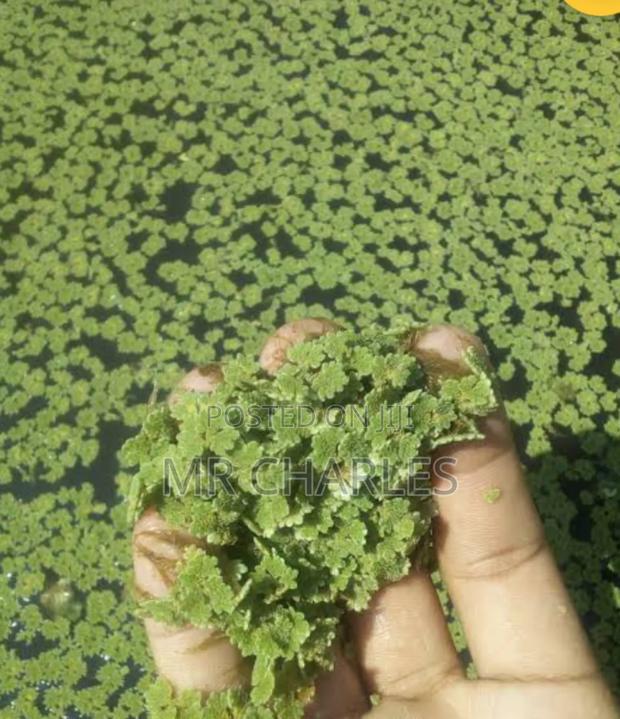 Azzola Seeds - main view