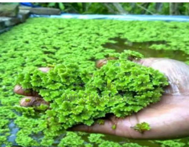 Azzola Seeds - thumbnail 2