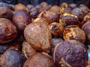 Indigenous/Organic/Kienyeji Avocado Pit/ Seed Per 500 Seeds