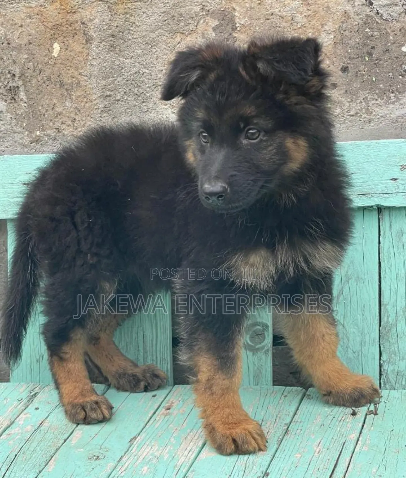 1-3 months Female Purebred German Shepherd