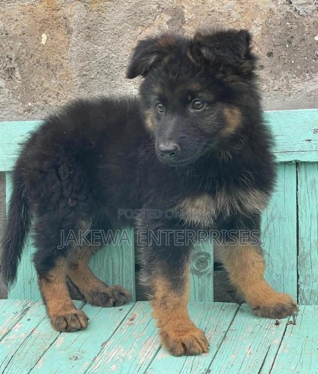 1-3 months Female Purebred German Shepherd