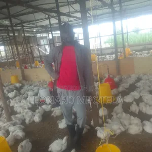 Animal Management
