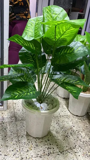 Greeny Plant Plus Pebble Stones and Plant