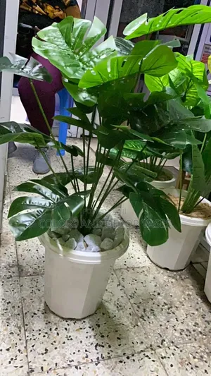 Home Monstera Plant in Vase