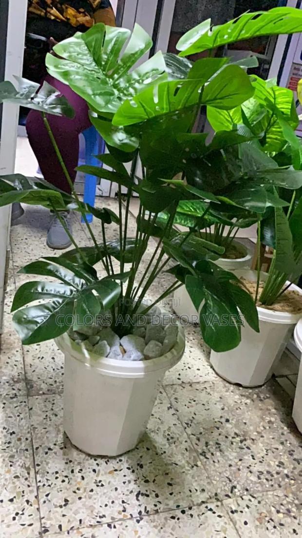 Home Monstera Plant in Vase
