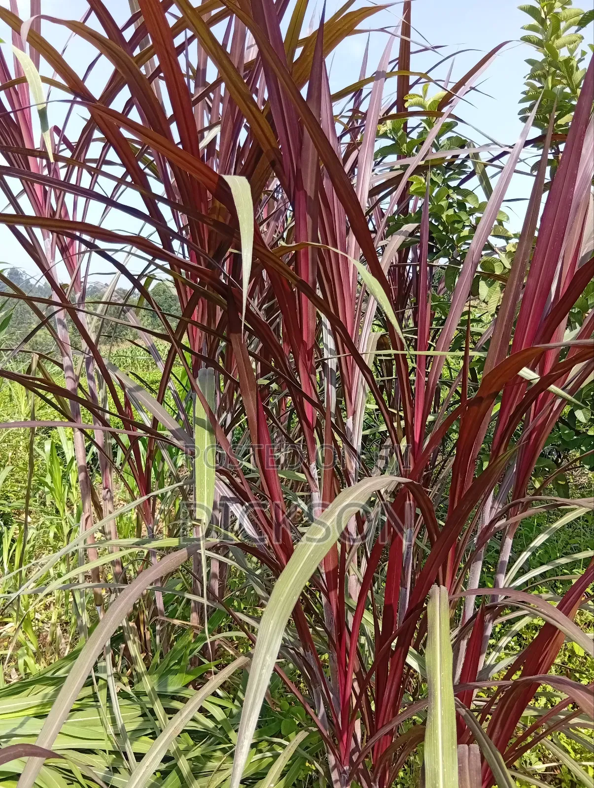 Australian Red Nappier