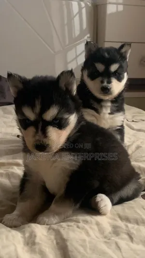 1-3 months Male Purebred Siberian Husky