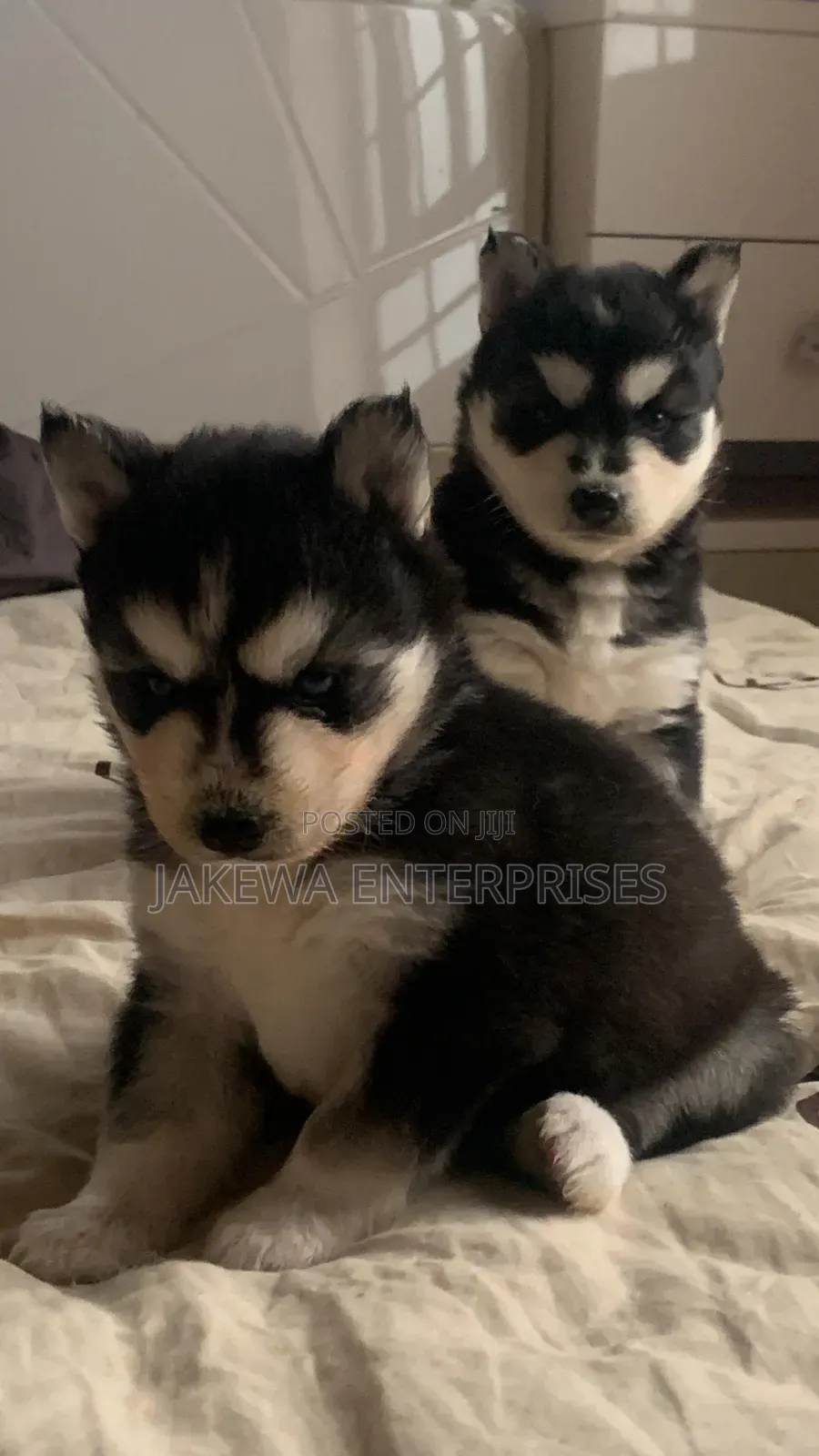 1-3 months Male Purebred Siberian Husky
