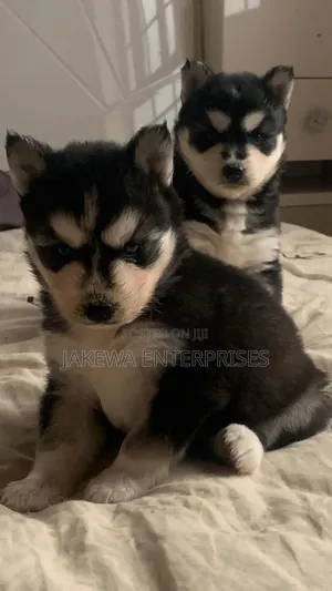 1-3 months Female Purebred Siberian Husky