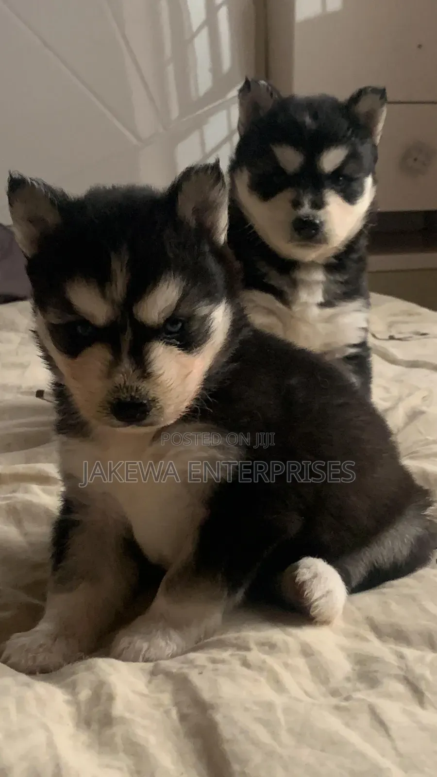 1-3 months Female Purebred Siberian Husky