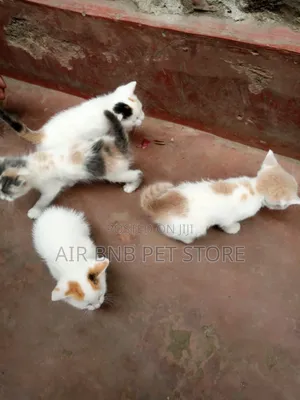 1-3 months Female Mixed Breed American Curl