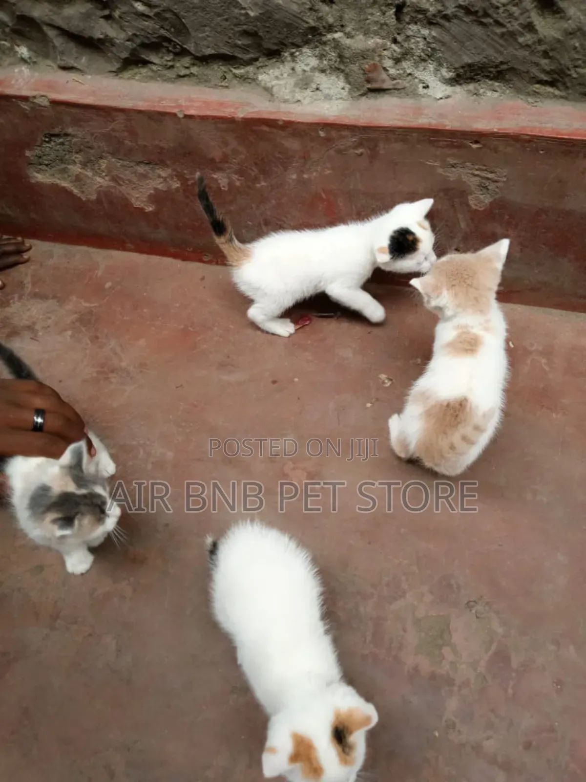 1-3 months Female Mixed Breed American Curl