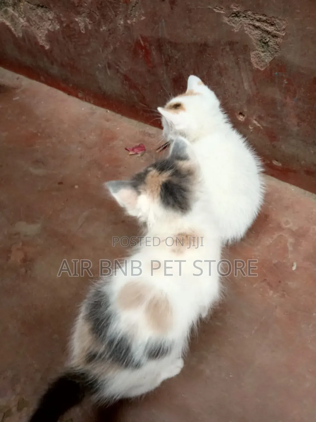 1-3 months Female Mixed Breed American Curl