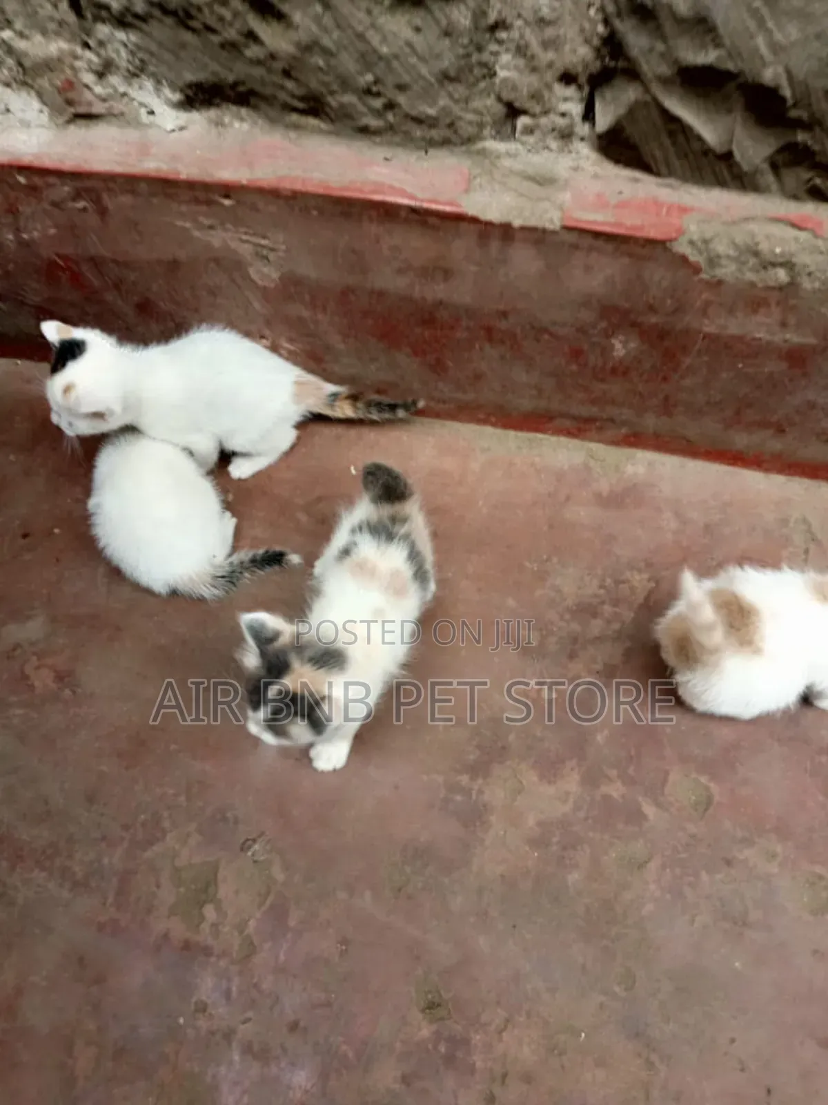1-3 months Female Mixed Breed American Curl