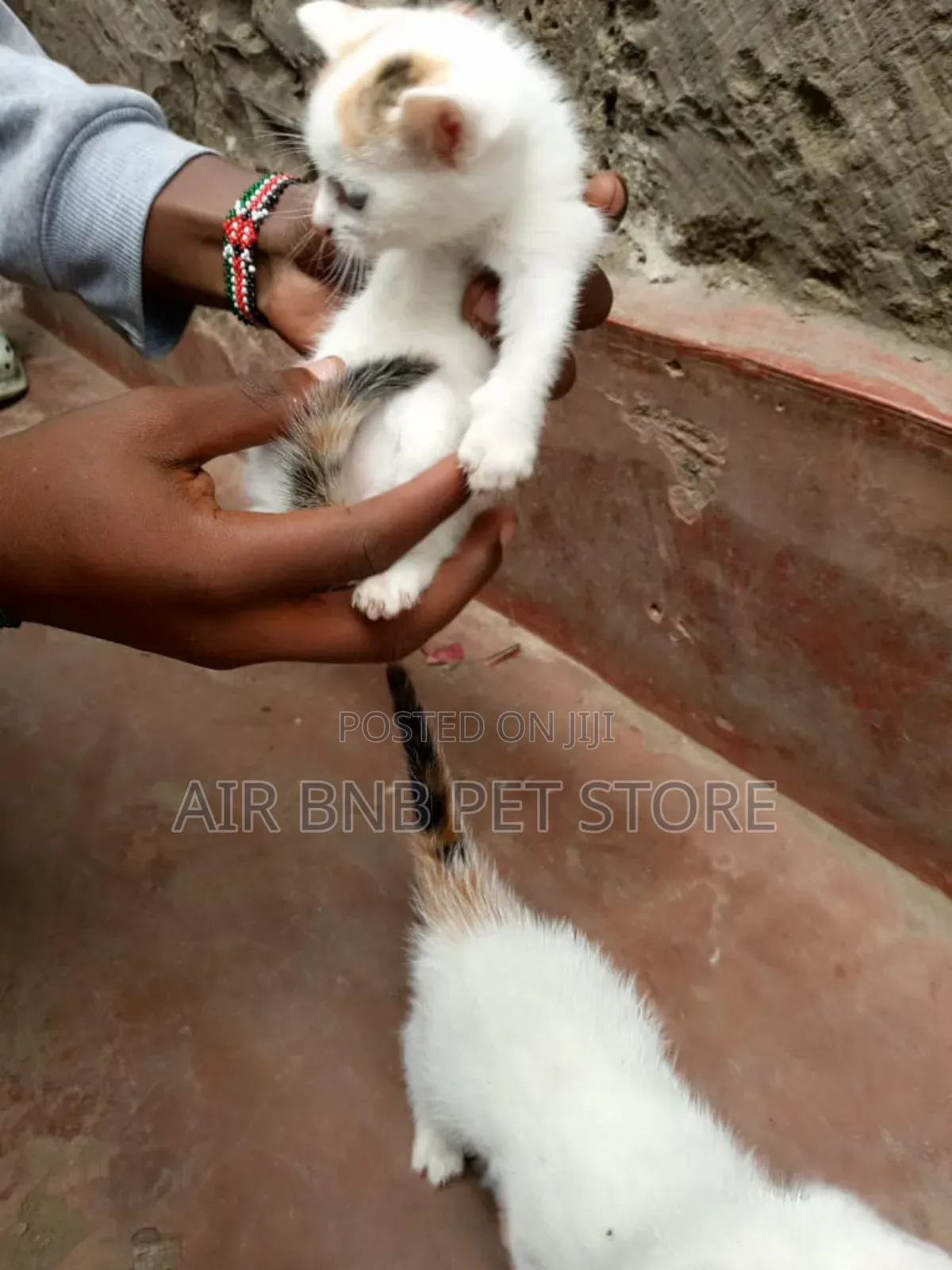 1-3 months Female Mixed Breed American Curl