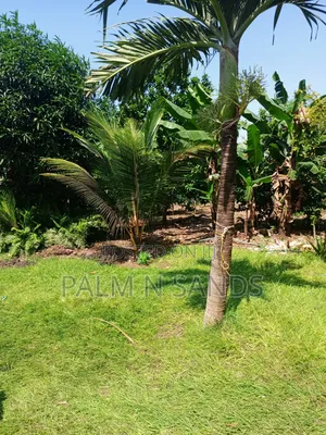 1/4 Acre Plot on Sale in Mvideni Diani
