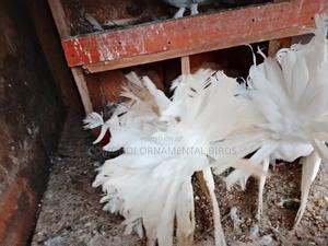 Fantail Pairs