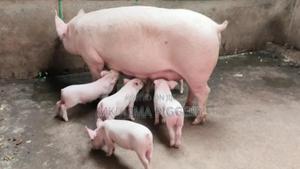 Pregnant Pigs - thumbnail 2